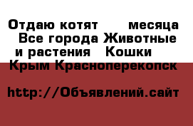 Отдаю котят. 1,5 месяца - Все города Животные и растения » Кошки   . Крым,Красноперекопск